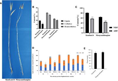 Comparative transcriptome analysis of major lodging resistant factors in hulless barley